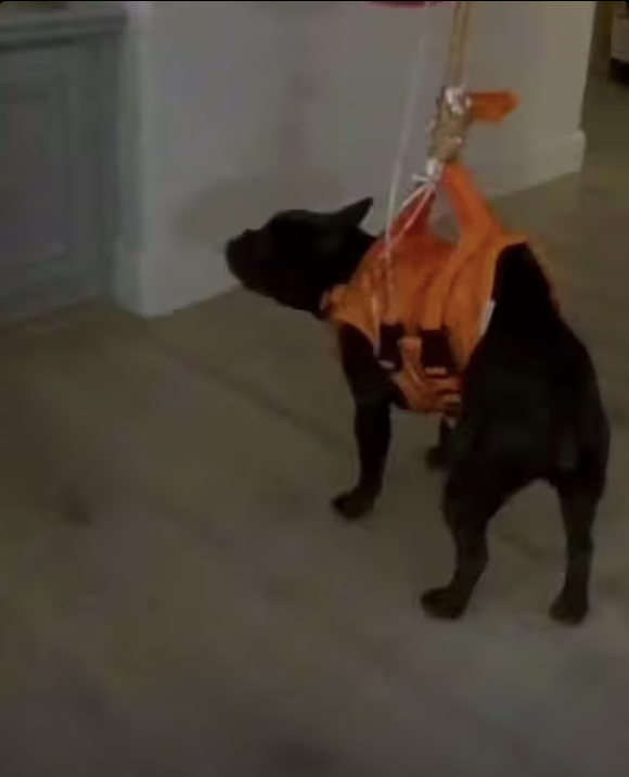 Frenchie's First Historic Balloon Flight !